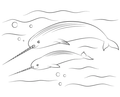 Zwei Narwale