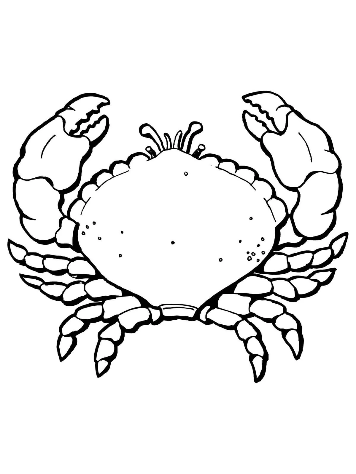 Sea Crab