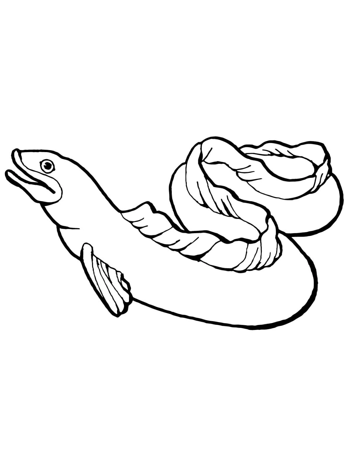 Normal Eel