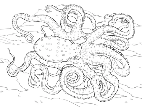 Weißgefleckter Oktopus