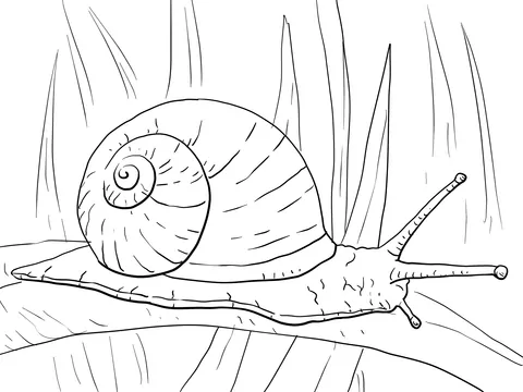 Snail On Long Leaf