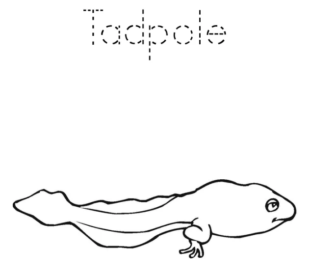 A Tadpole