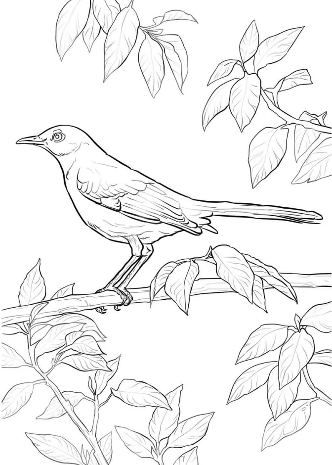 Mockingbird On Branch