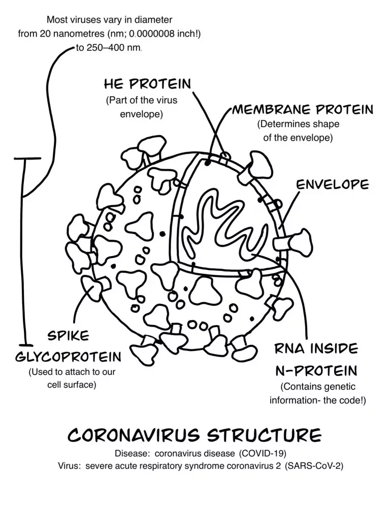 Coronavirus Structure