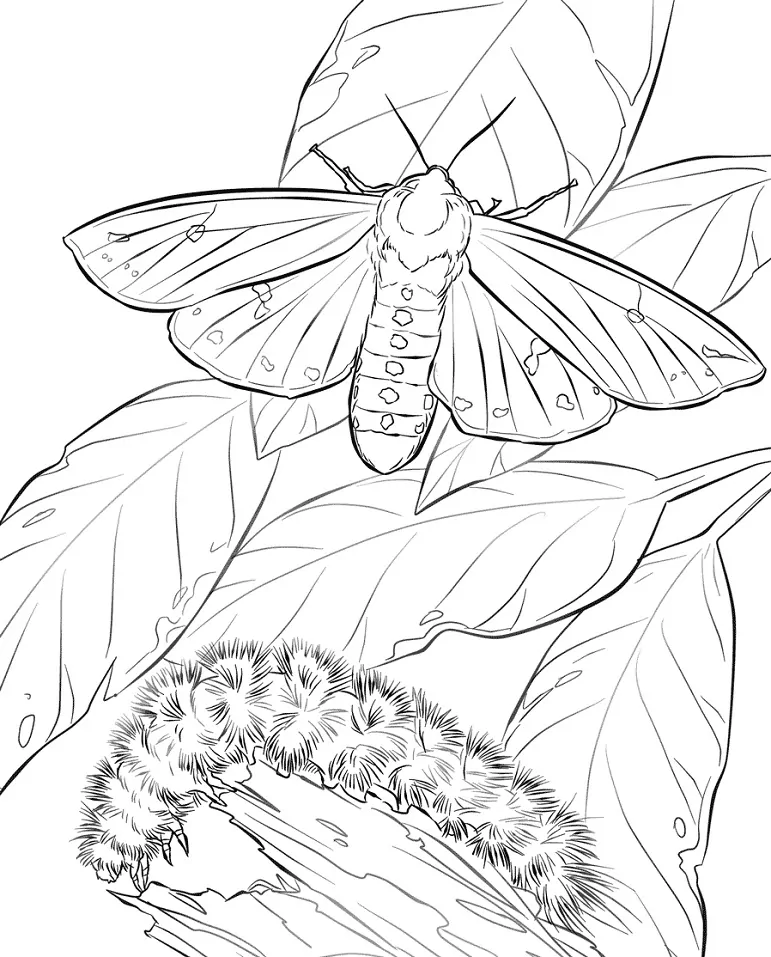 Woolly Bear Moth and Caterpillar