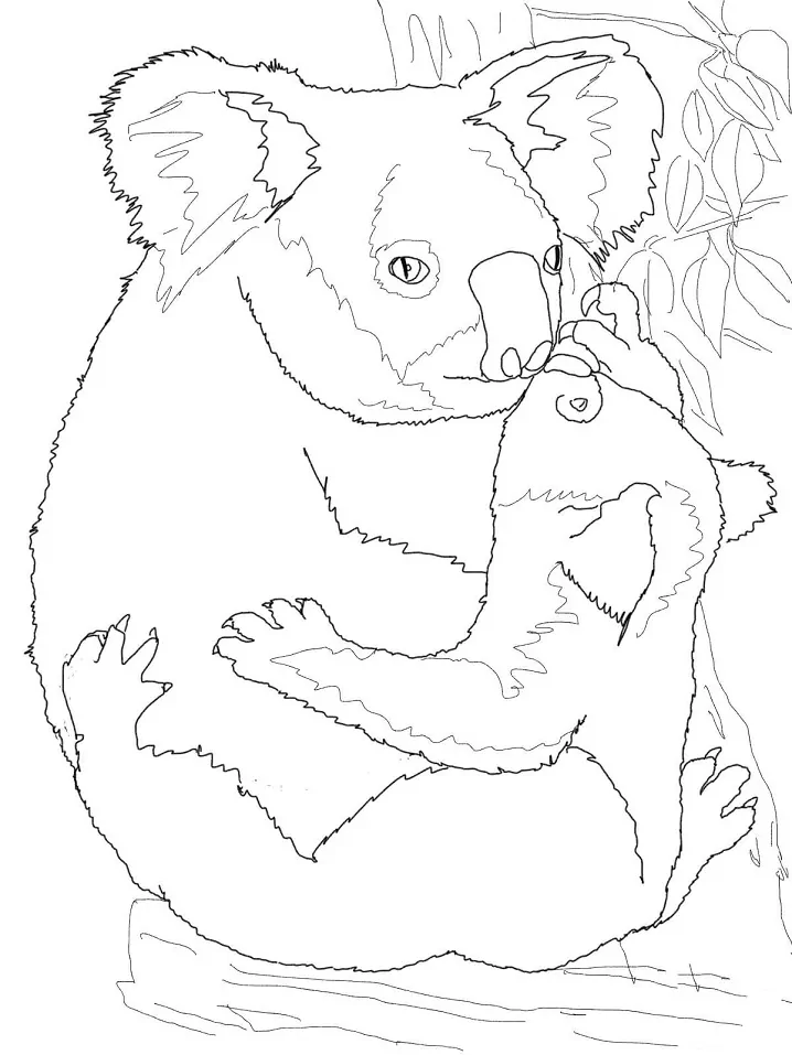 Mother Koala Hugging Baby