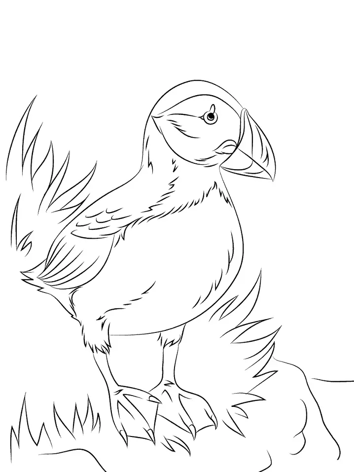 Papageientaucher-Seevogel