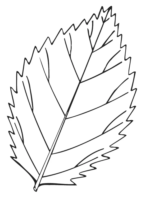 Ein Ulmenblatt