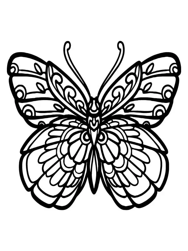 Beautiful Butterfly 3
