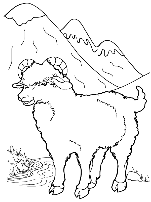 Bighorn Sheep at the Mountain