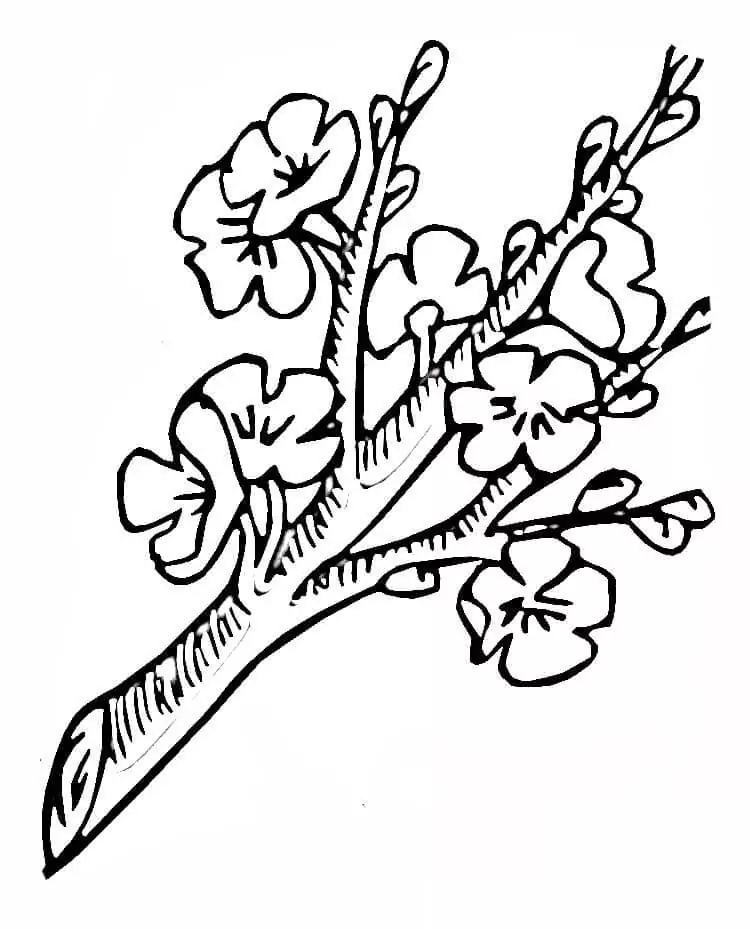 Blossom Branch