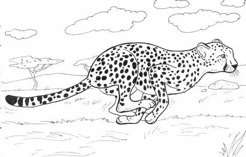 Cheetah Running Fast