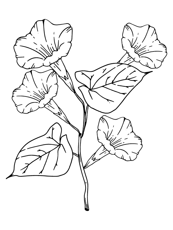 Coloring for Adults Morning Glory