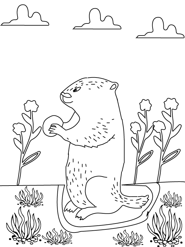Flowers and Groundhog