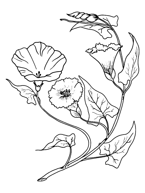 Morning Groly coloring page-04