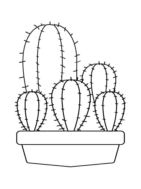 Nice Cactus