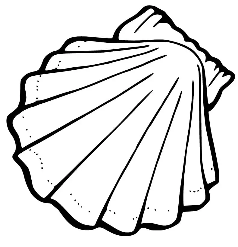 Normal Scallop Shell