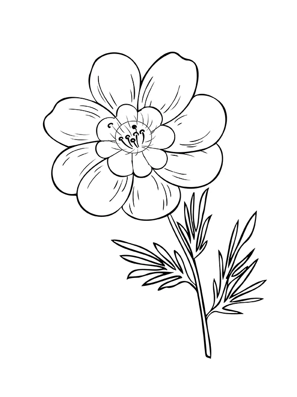 Petal Flower
