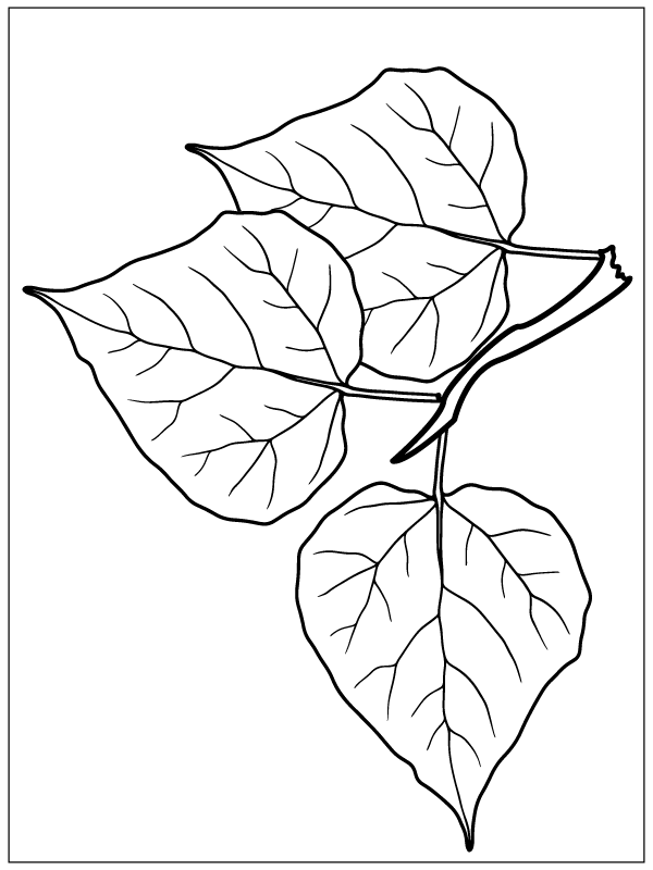 Populus-Blätter
