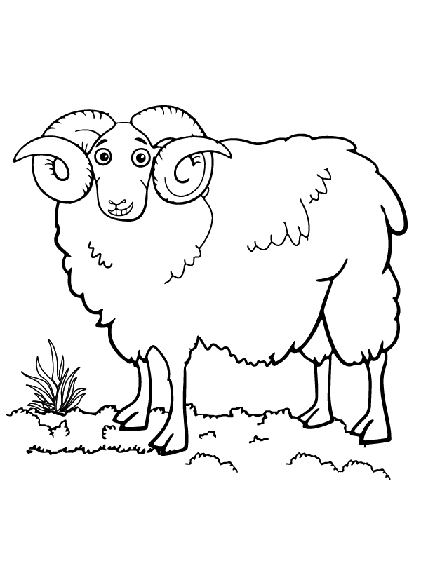 Ram Sheep with Big Eyes