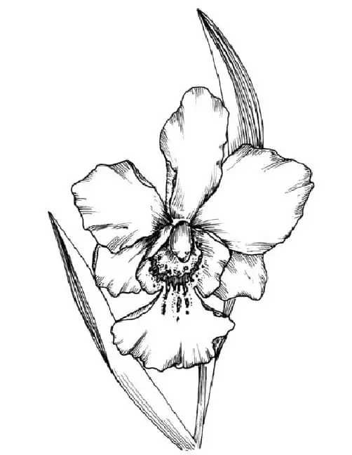Realistic Orchid