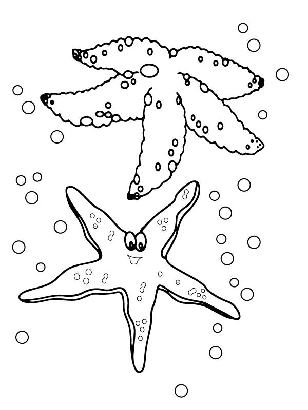 Sandy Beach Starfish