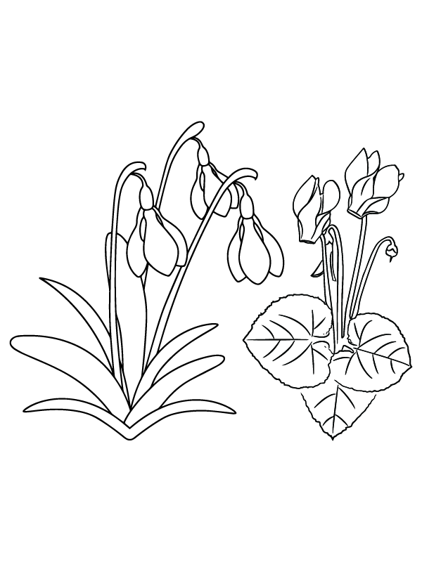 Snowdrop Doodle and Cyclamen Christmas Flowers