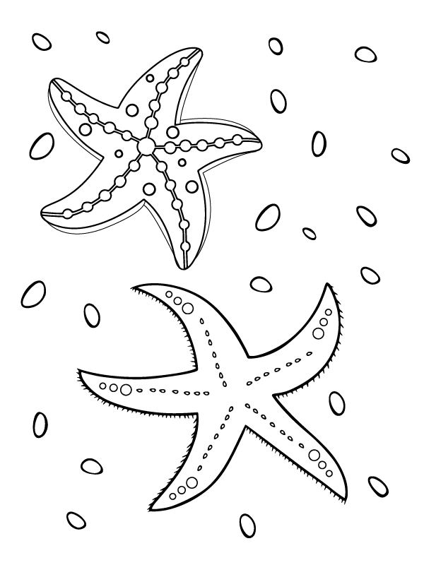 Sunlit Starfish