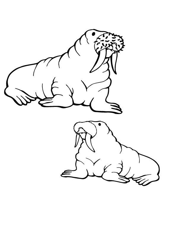 Two Old Walruses Arctic Animals