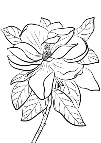 1527069114_magnolia-grandiflora-coloring-page