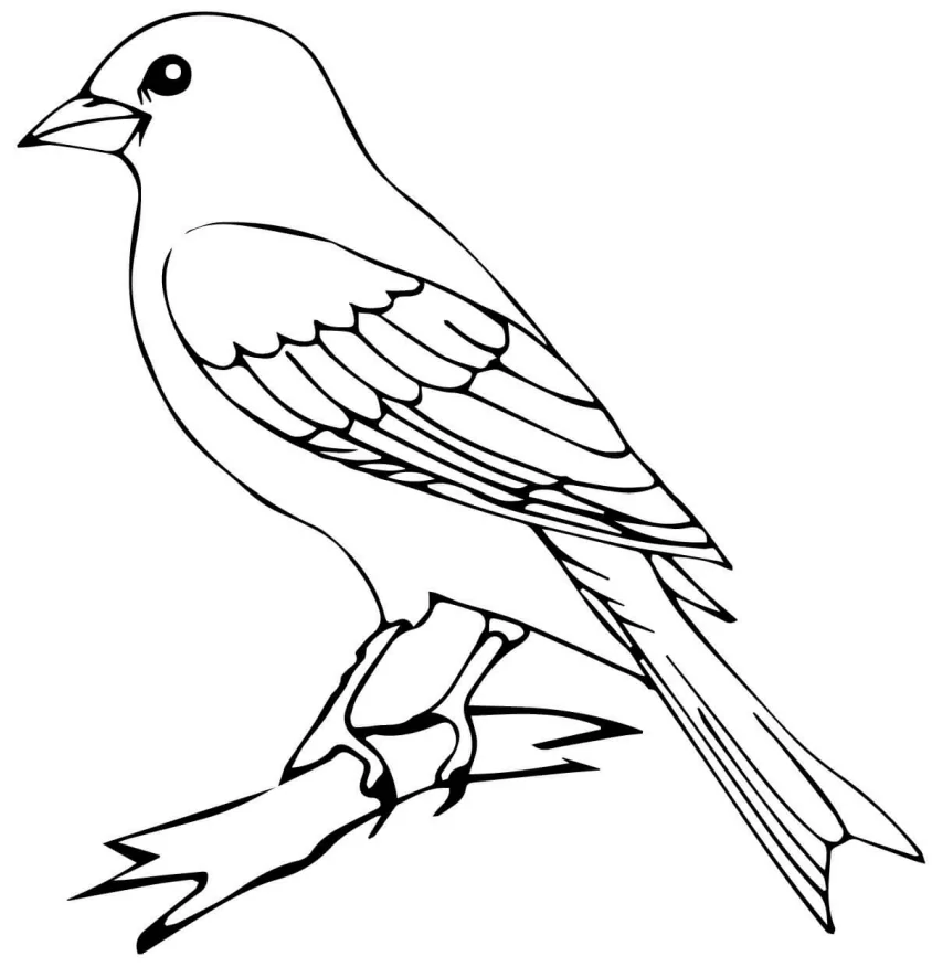 Canary Bird - Coloring Pages