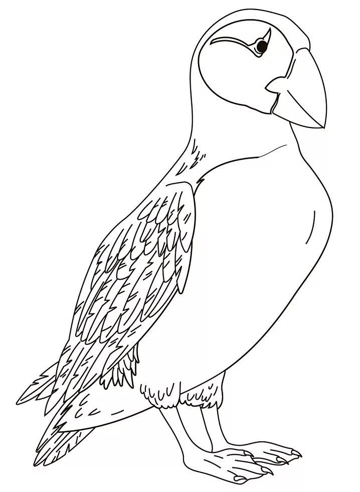 A Tufted Puffin Coloring Page - Free Printable Coloring Pages for Kids