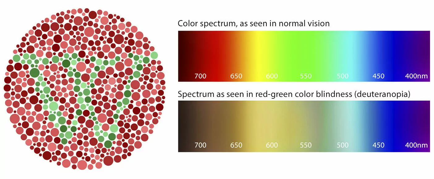 What is Red-Green Color Blindness?