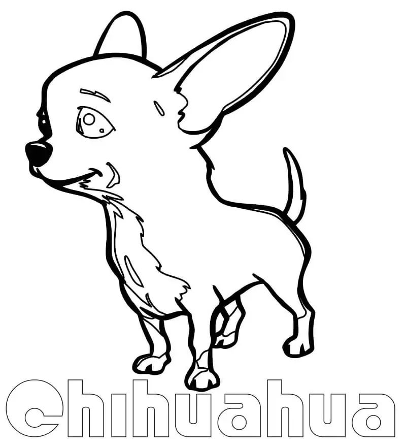 A Cute Chihuahua