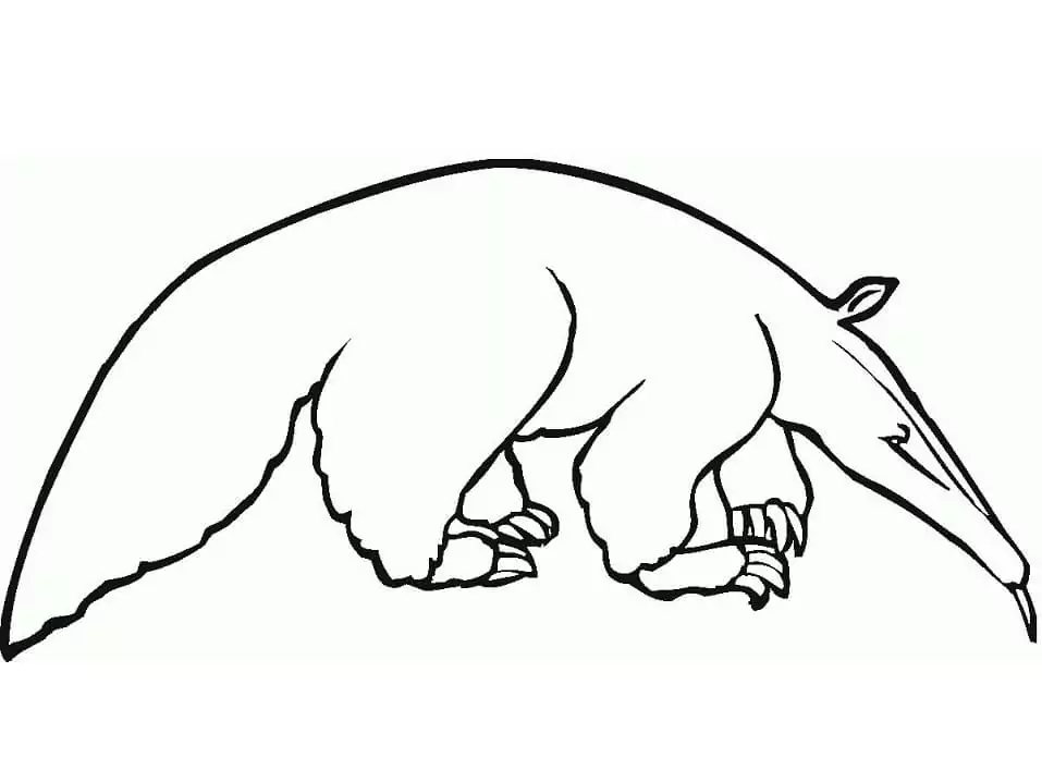 A Normal Aardvark