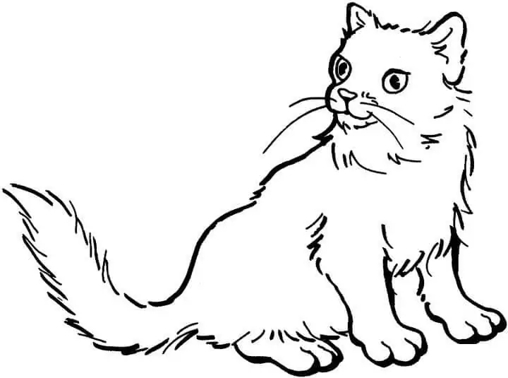 A Normal Cat - Coloring Pages