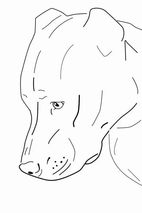 A Pitbull Dog