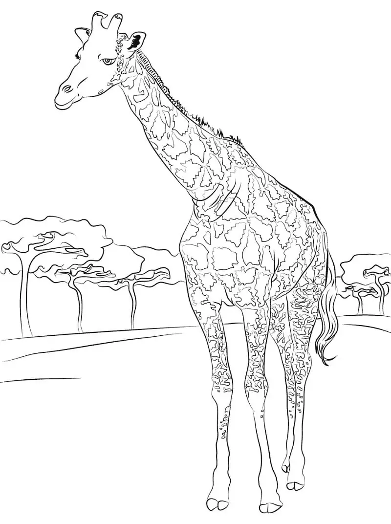 Eine wilde Giraffe