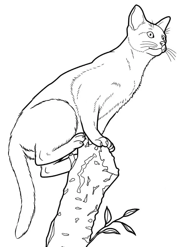 Abessinier-Katze