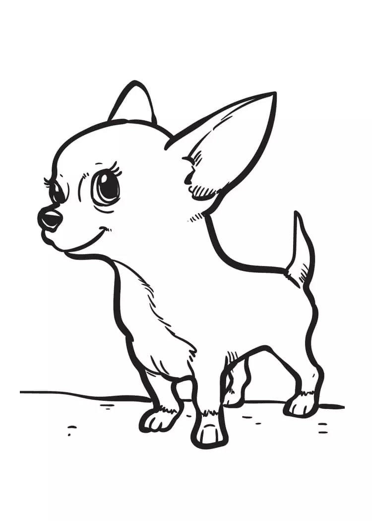 Adorable Chihuahua Dog