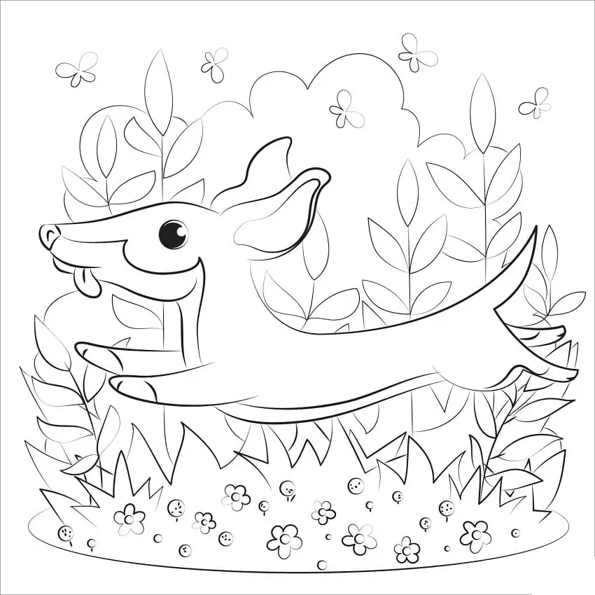 Dachshund - Coloring Pages