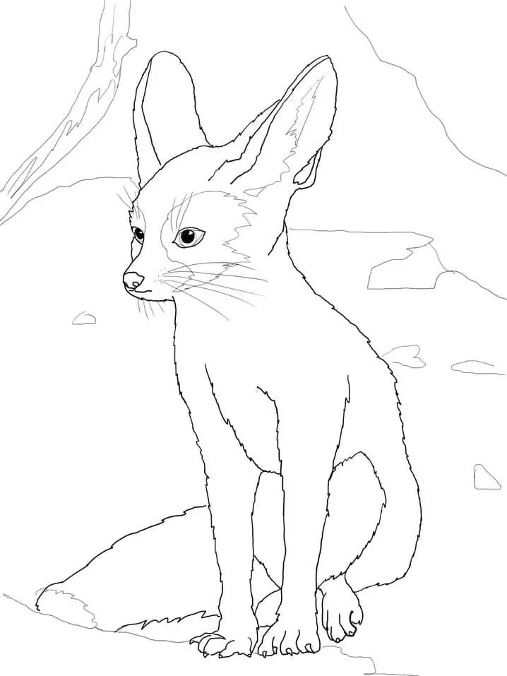 Adorable Fennec Fox