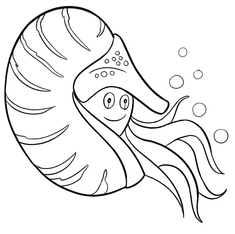 Adorable Nautilus
