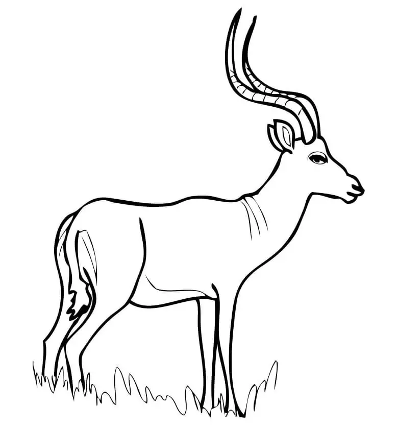 Afrikanische Antilope Impala