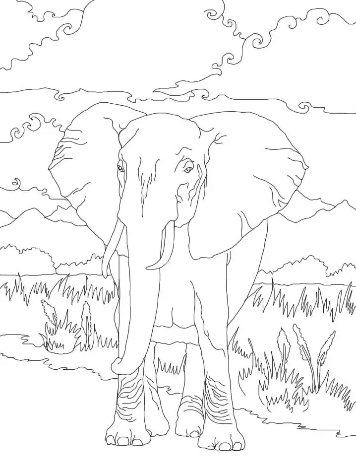 Afrikanischer Buschelefant 1