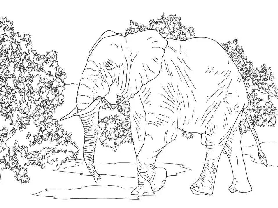 Afrikanischer Waldelefant 1