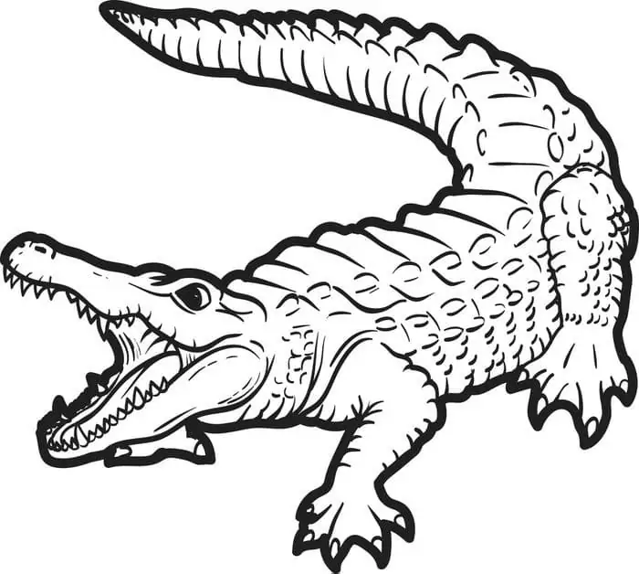 Alligator 1