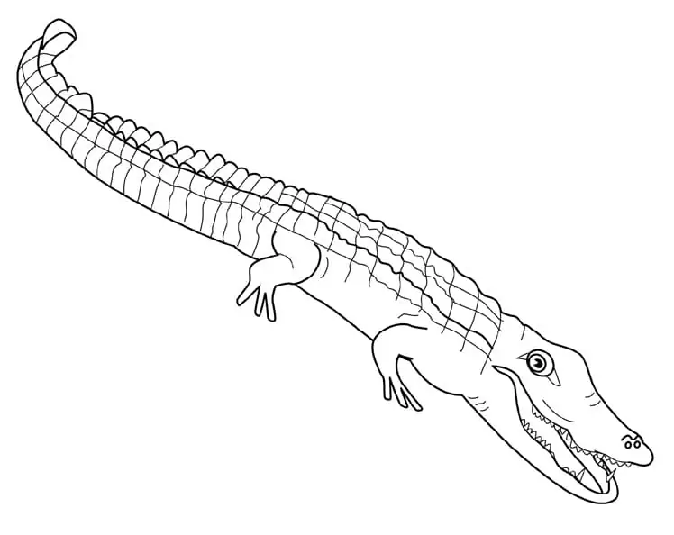 Alligator 3