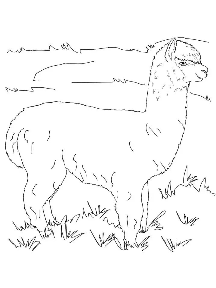 Alpaca on a Pasture