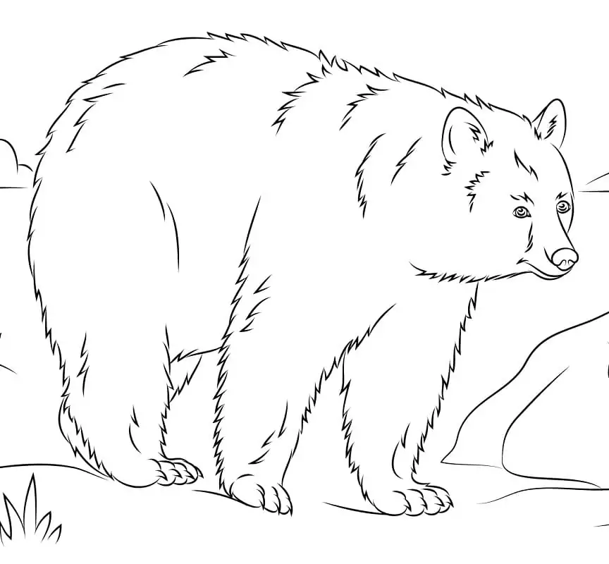 American Black Bear 3 Coloring Page - Free Printable Coloring Pages for ...